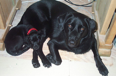 Miles and Puppy Marla Miles and Puppy Marla