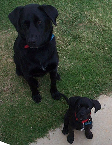 Miles and Puppy Marla #2 Miles and Puppy Marla #2