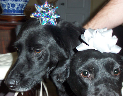 Christmas Dogs Christmas Dogs