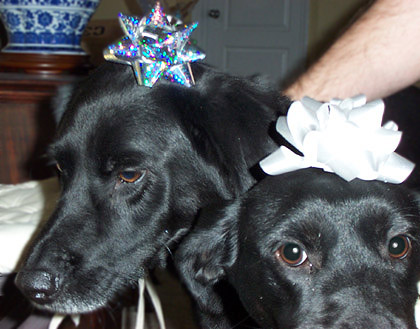 Christmas Dogs