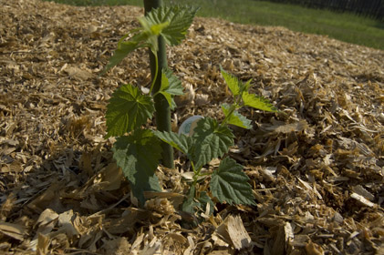 Mount Hood hops Mount Hood hops